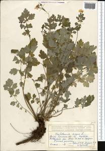 Chelidonium majus L., Middle Asia, Northern & Central Tian Shan (M4) (Kazakhstan)