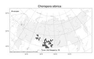Chorispora sibirica (L.) DC., Atlas of the Russian Flora (FLORUS) (Russia)