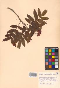 Sorbus sambucifolia (Cham. & Schltdl.) M. Roem., Siberia, Russian Far East (S6) (Russia)