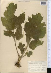 Heracleum dissectum Ledeb., Middle Asia, Northern & Central Tian Shan (M4) (Kyrgyzstan)