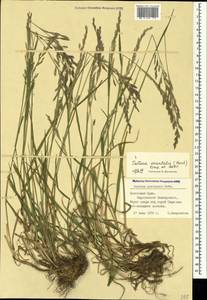 Festuca orientalis (Boiss.) B.Fedtsch., Crimea (KRYM) (Russia)