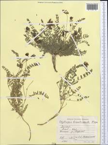 Oxytropis hirsutiuscula Freyn, Middle Asia, Pamir & Pamiro-Alai (M2) (Tajikistan)