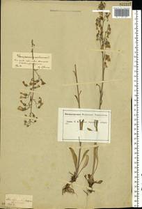 Campanula sibirica L., Eastern Europe, Central forest-and-steppe region (E6) (Russia)