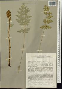 Orobanche alsatica subsp. libanotidis (Ruprecht) Pusch, Siberia, Western Siberia (S1) (Russia)