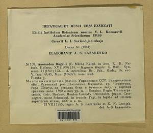 Anomodontopsis rugelii (Müll. Hal.) Ignatov & Fedosov, Bryophytes, Bryophytes - Ukraine & Moldova (B3) (Ukraine)