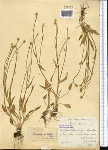 Ranunculus longicaulis C. A. Mey., Middle Asia, Northern & Central Tian Shan (M4) (Kazakhstan)