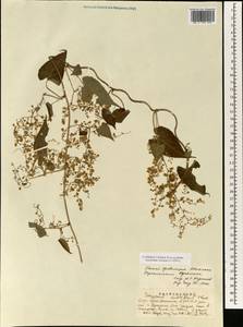 Reynoutria multiflora (Thunb.) Moldenke, South Asia, South Asia (Asia outside ex-Soviet states and Mongolia) (ASIA) (China)