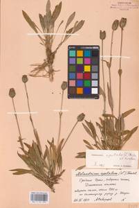 Silene uralensis subsp. apetala (L.) Bocquet, Eastern Europe, Eastern region (E10) (Russia)