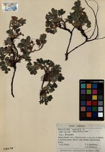 Potentilla acaulis L., Siberia, Altai & Sayany Mountains (S2) (Russia)