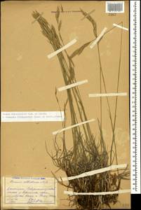 Bromus biebersteinii Roem. & Schult., Caucasus, Dagestan (K2) (Russia)