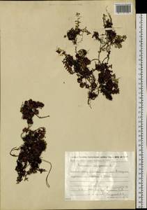 Diapensia lapponica L., Siberia, Chukotka & Kamchatka (S7) (Russia)
