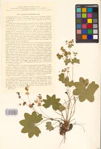 Alchemilla murbeckiana Buser, Eastern Europe, Northern region (E1) (Russia)