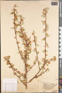 Cotoneaster, Middle Asia, Western Tian Shan & Karatau (M3) (Kazakhstan)