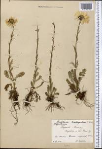 Tanacetum richterioides (C. Winkl.) K. Bremer & Humphries, Middle Asia, Northern & Central Tian Shan (M4) (Kyrgyzstan)