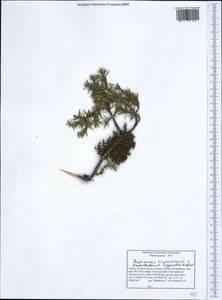 Juniperus oxycedrus L., Western Europe (EUR) (Greece)