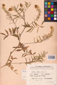 Galega officinalis L., Eastern Europe, South Ukrainian region (E12) (Ukraine)