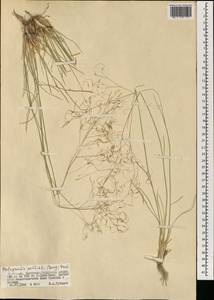 Ptilagrostis pelliotii (Danguy) Grubov, Mongolia (MONG) (Mongolia)