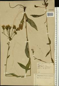 Picris hieracioides L., Eastern Europe, North-Western region (E2) (Russia)