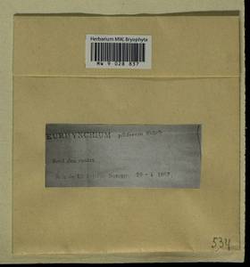 Cirriphyllum piliferum (Hedw.) Grout, Bryophytes, Bryophytes - Western Europe (BEu) (France)