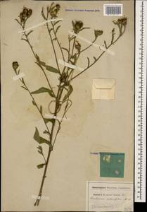 Centaurea phrygia subsp. salicifolia (M. Bieb. ex Willd.) Mikheev, Caucasus, North Ossetia, Ingushetia & Chechnya (K1c) (Russia)