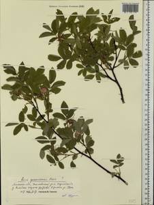Rosa gorenkensis Besser, Eastern Europe, Central forest-and-steppe region (E6) (Russia)