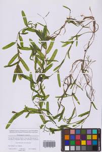 Potamogeton crispus L., Eastern Europe, Moscow region (E4a) (Russia)
