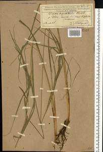 Carex aquatilis Wahlenb., Eastern Europe, Northern region (E1) (Russia)