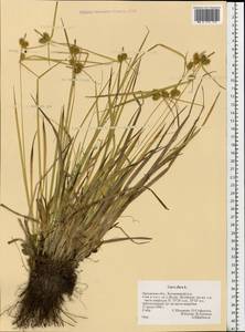 Carex flava L., Eastern Europe, Central forest-and-steppe region (E6) (Russia)