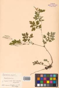 Chelidonium majus L., Siberia, Russian Far East (S6) (Russia)