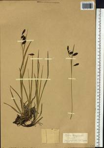 Carex scita var. riishirensis (Franch.) Kük., Siberia, Chukotka & Kamchatka (S7) (Russia)