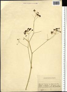 Ferula caspica M.Bieb., Siberia, Western (Kazakhstan) Altai Mountains (S2a) (Kazakhstan)
