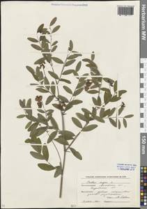 Lathyrus niger (L.) Bernh., Eastern Europe, Moscow region (E4a) (Russia)