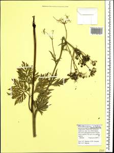 Eleutherospermum cicutarium (M. Bieb.) Boiss., Caucasus, Stavropol Krai, Karachay-Cherkessia & Kabardino-Balkaria (K1b) (Russia)
