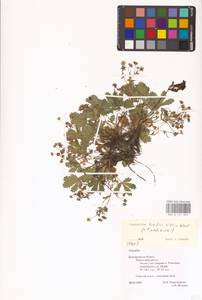 Potentilla humifusa Willd. ex D. F. K. Schltdl., Eastern Europe, Central forest-and-steppe region (E6) (Russia)