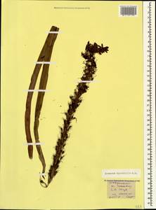 Eremurus spectabilis M.Bieb., nom. cons., Caucasus, Stavropol Krai, Karachay-Cherkessia & Kabardino-Balkaria (K1b) (Russia)
