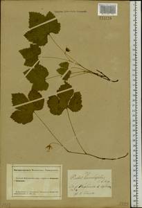 Rubus humulifolius C. A. Mey., Siberia, Altai & Sayany Mountains (S2) (Russia)