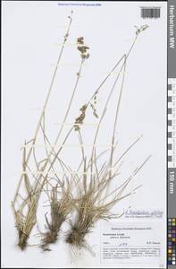 Paracolpodium altaicum (Trin.) Tzvelev, Siberia, Altai & Sayany Mountains (S2) (Russia)