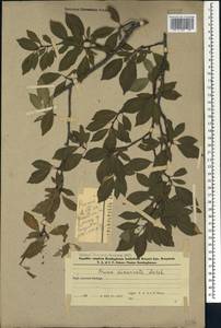Prunus cerasifera Ehrh., Caucasus, Azerbaijan (K6) (Azerbaijan)