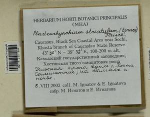 Plasteurhynchium striatulum (Spruce) M. Fleisch., Bryophytes, Bryophytes - North Caucasus & Ciscaucasia (B12) (Russia)