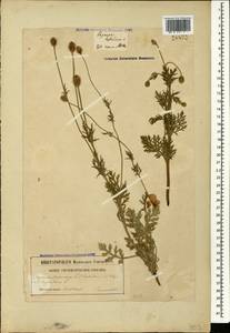 Roemeria sicula (Guss.) Galasso, Banfi, L. Sáez & Bartolucci, Caucasus, Georgia (K4) (Georgia)