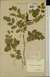 Astragalus glycyphyllos L., Eastern Europe, North-Western region (E2) (Russia)