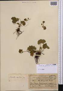 Alchemilla gubanovii V. N. Tikhom., Middle Asia, Western Tian Shan & Karatau (M3) (Kazakhstan)