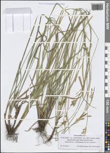 Carex pallescens L., Siberia, Russian Far East (S6) (Russia)