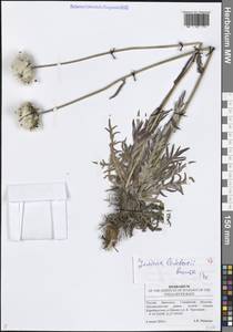 Jurinea ledebourii Bunge, Eastern Europe, Middle Volga region (E8) (Russia)