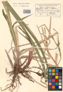 Carex dispalata Boott, Siberia, Russian Far East (S6) (Russia)