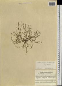 Psammophiliella muralis (L.) lkonn., Siberia, Western Siberia (S1) (Russia)