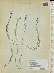 Polygala vulgaris L., Eastern Europe, Central region (E4) (Russia)