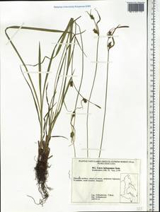 Carex latisquamea Kom., Siberia, Russian Far East (S6) (Russia)