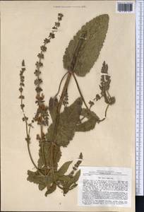 Salvia virgata Jacq., Middle Asia, Western Tian Shan & Karatau (M3) (Uzbekistan)