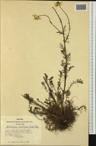 Tripleurospermum ambiguum (Ledeb.) Franch. & Sav., Siberia, Altai & Sayany Mountains (S2) (Russia)